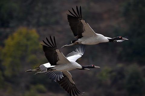 Black Neck Cranes
