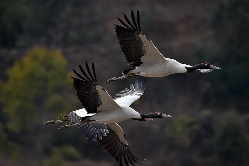 Black Neck Cranes
