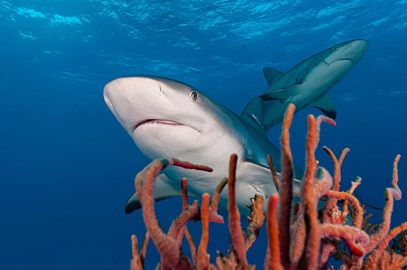 Caribbean reef sharks