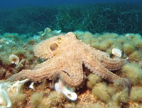 An octopus 