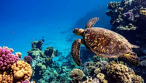 West Africa’s Ocean Hotspot Could Become The World’s Next High Seas Sanctuary