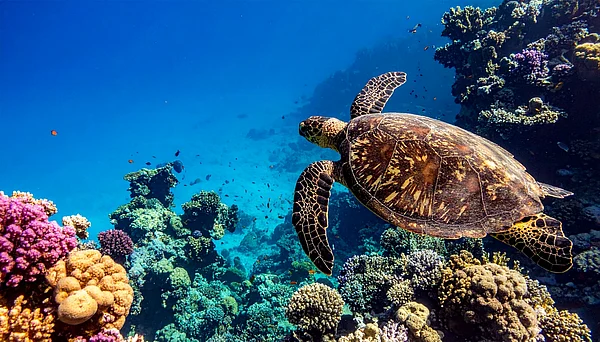 Shutterstock : A sea turtle