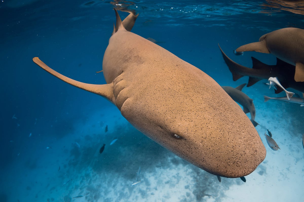 A nurse shark