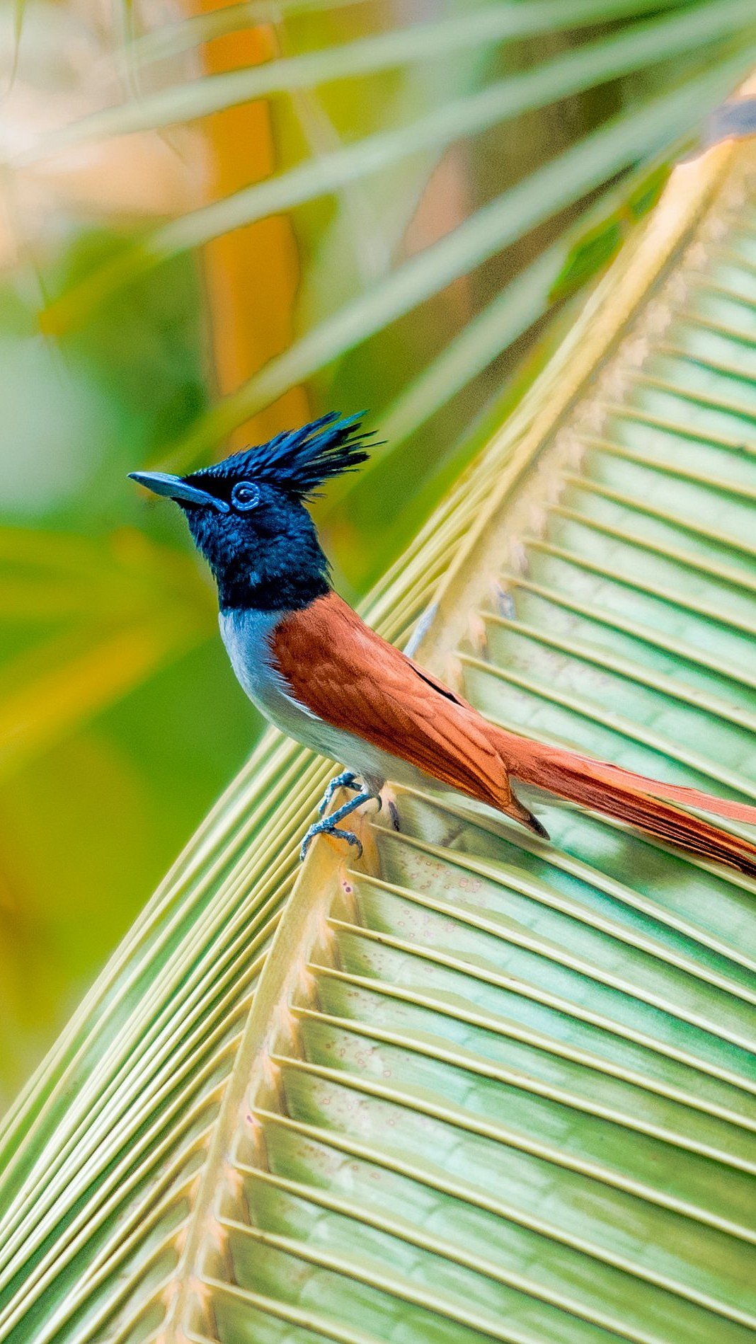 Indian paradise flycatche