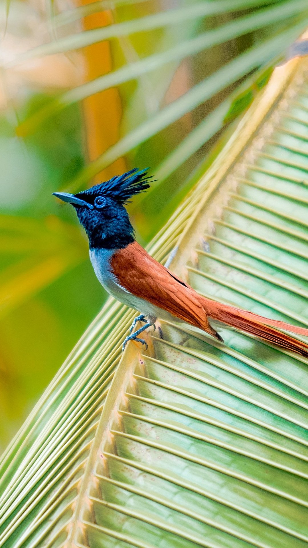 Indian paradise flycatche