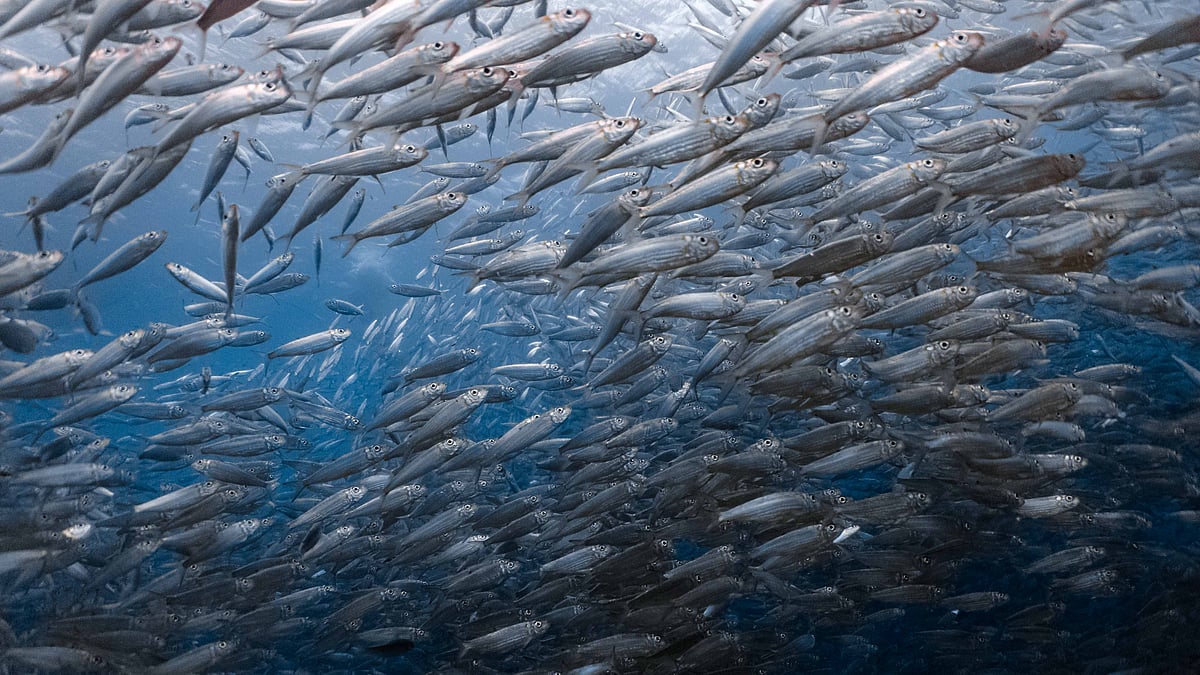 A school of sardines
