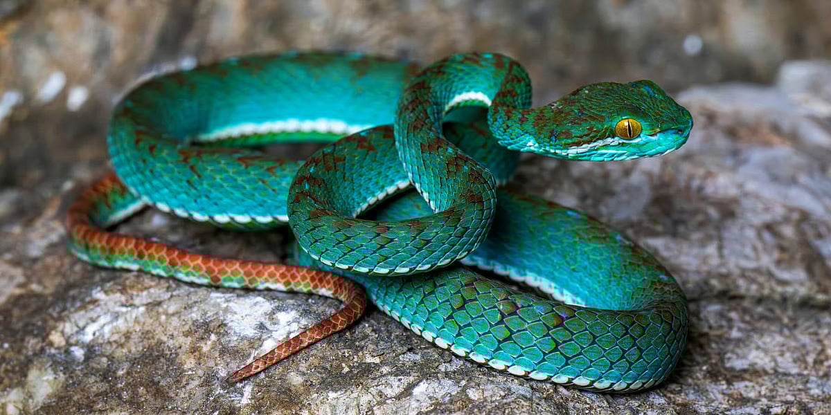 Official Website/Fauna & Flora : The new pit viper species recorded during the survey 