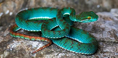 Official Website/Fauna & Flora : The new pit viper species recorded during the survey