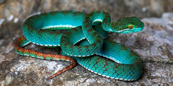 Official Website/Fauna & Flora : The new pit viper species recorded during the survey