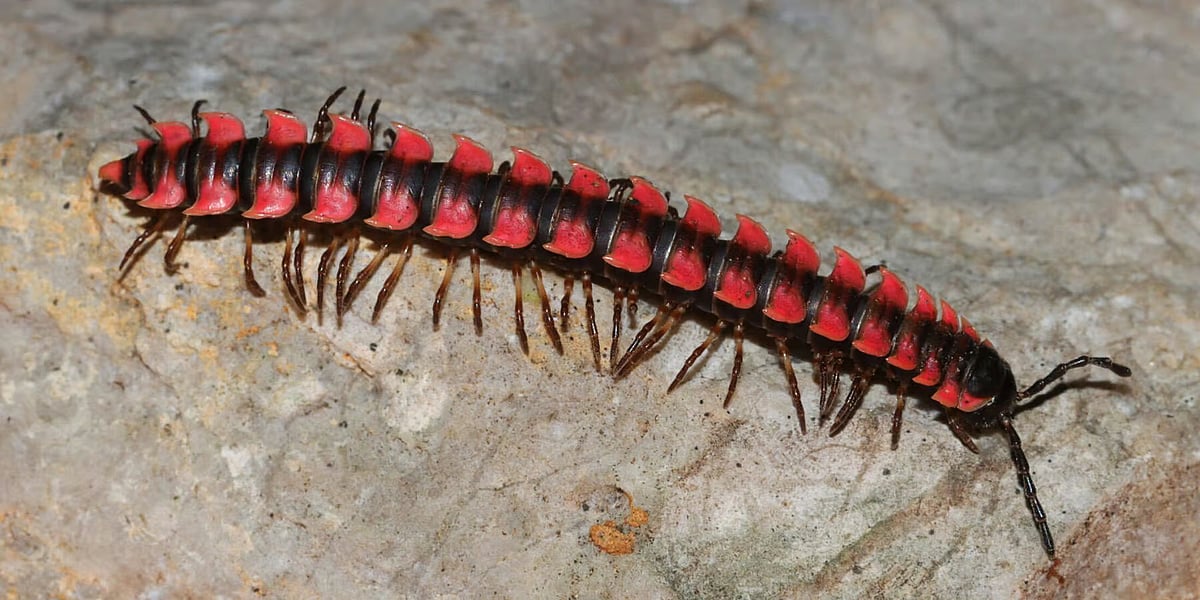 Orthomorpha battambangiensis, one of the millipede species collected during the survey