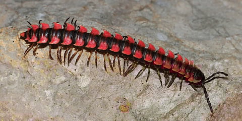 Orthomorpha battambangiensis, one of the millipede species collected during the survey