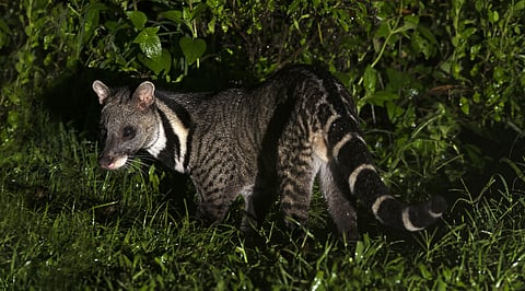 A civet cat