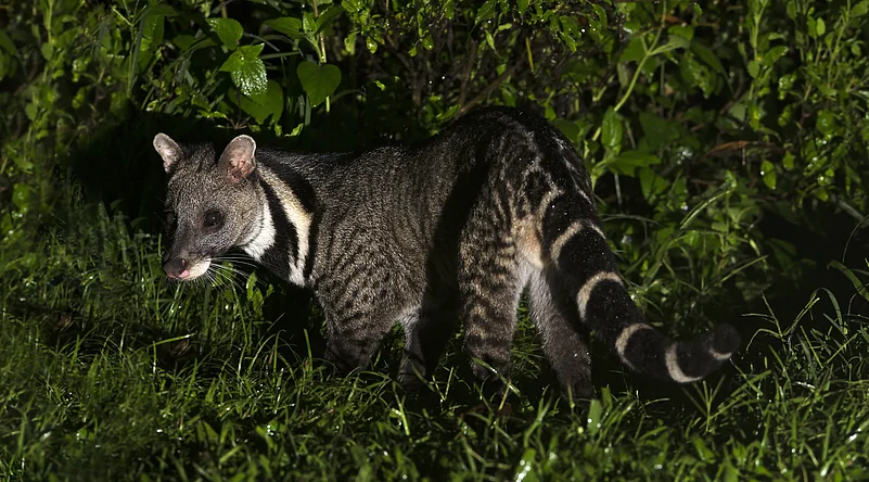 A civet cat