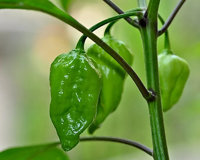 Naga Jolokia, Capsicum chinense.