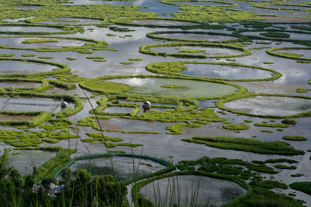 Phumdis in Keibul Lamjao National Park, Manipur