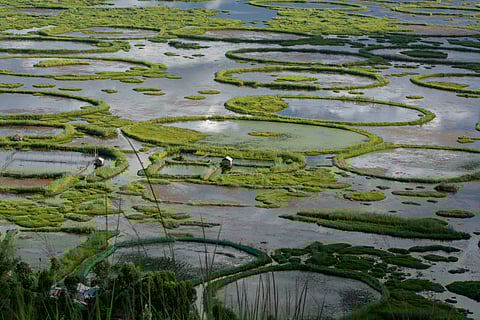 Phumdis in Keibul Lamjao National Park, Manipur