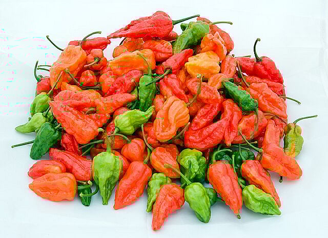 Naga Jolokia peppers at various stages of maturation