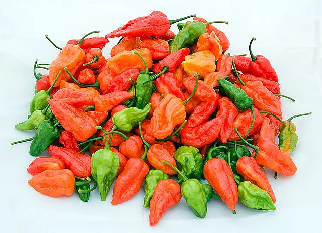Naga Jolokia peppers at various stages of maturation