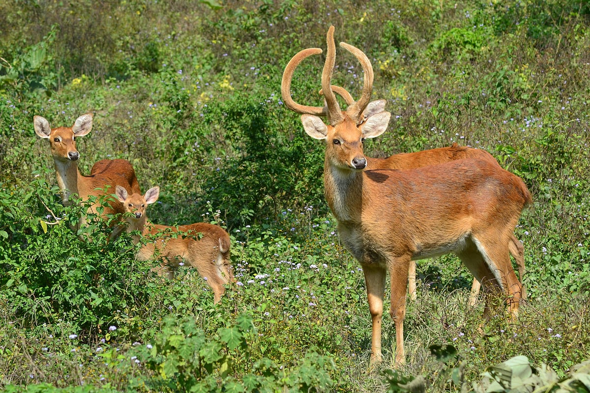 The Sangai deer at Keibul Lamjao National Park