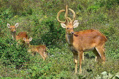 The Sangai deer at Keibul Lamjao National Park