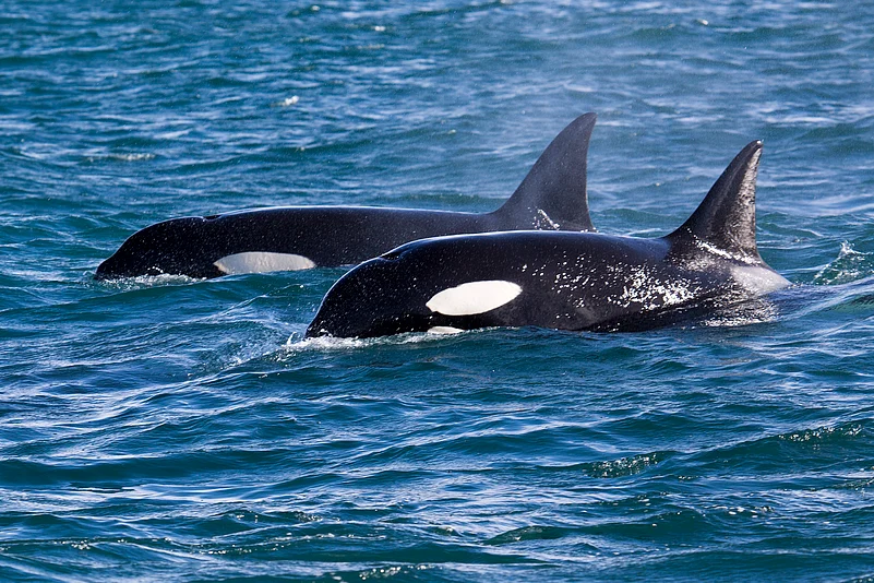 Orcas