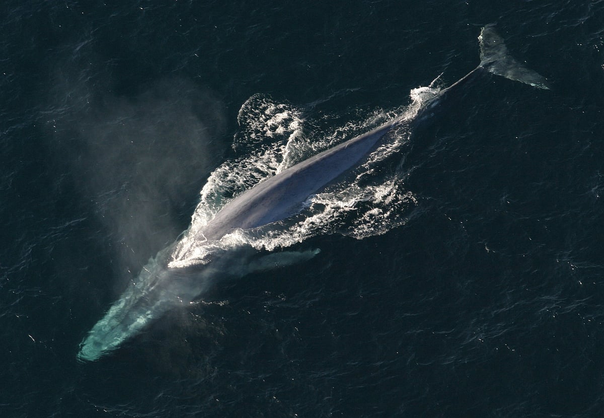 Wikimedia Commons : An adult blue whale (representational photo)