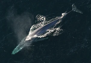 Wikimedia Commons : An adult blue whale (representational photo)