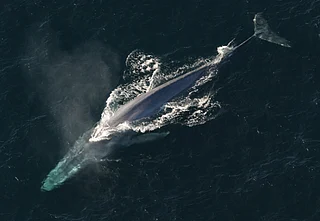 Wikimedia Commons : An adult blue whale (representational photo)