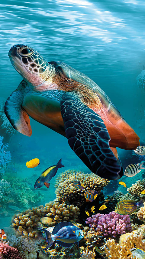 Representational image