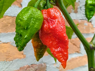 Shutterstock : Naga King Chilli