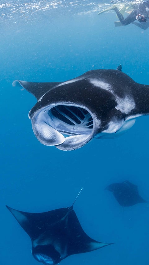 Manta rays in Hanifaru Bay