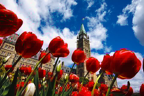 Tulip festival in Ottawa