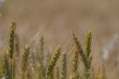 Wheat harvest marks the spirit of Baisakhi in Punjab