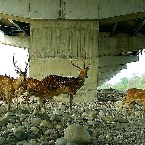Spotted deer moving beneath the elevated expressway