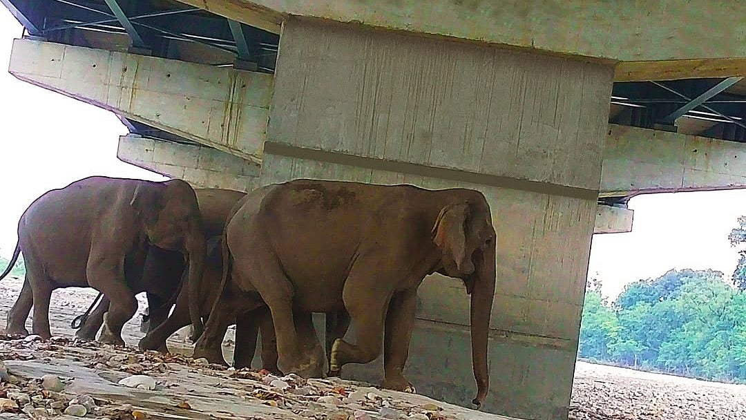 Elephants spotted using the underpasses