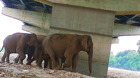 Elephants spotted using the underpasses