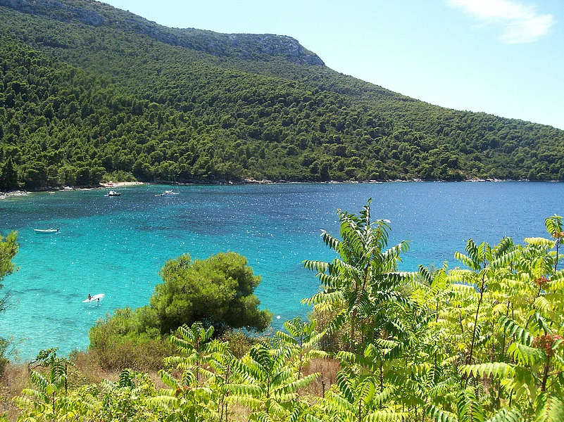 Vučine Bay is a quiet, pine-fringed stretch of shoreline