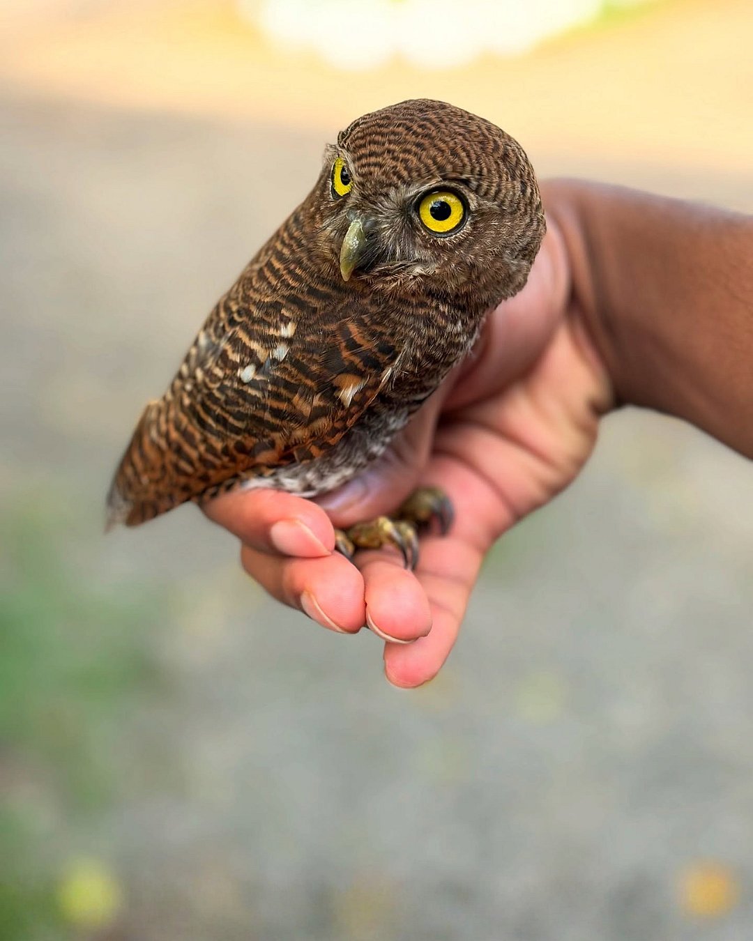 Shanavas rescued a disoriented jungle owlet found injured near a school parking lot in Thiruvananthapuram and ensured it was handed to the Forest Department