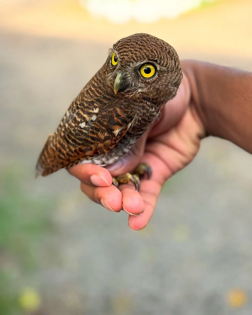 Shanavas rescued a disoriented jungle owlet found injured near a school parking lot in Thiruvananthapuram and ensured it was handed to the Forest Department