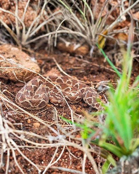 Saw-scaled viper, spotted by Shanavas at the Rishi Valley School