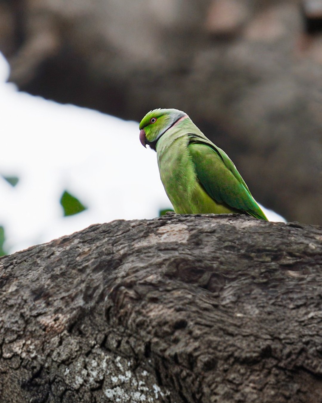 Rose-ringed parakeet, one of the bird species documented by Shanavas during his time at Ashoka University.
