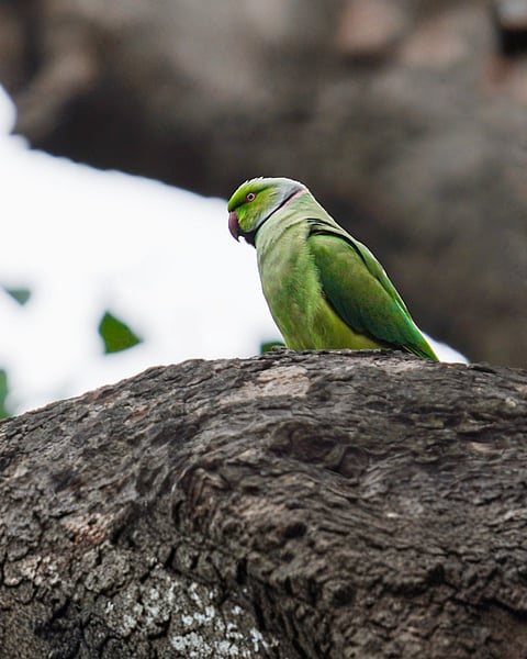 Rose-ringed parakeet, one of the bird species documented by Shanavas during his time at Ashoka University.