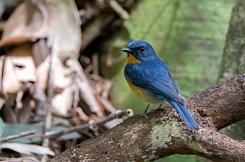 Rufous-breasted blue flycatcher perched quietly in its forest habitat (for representational use only)