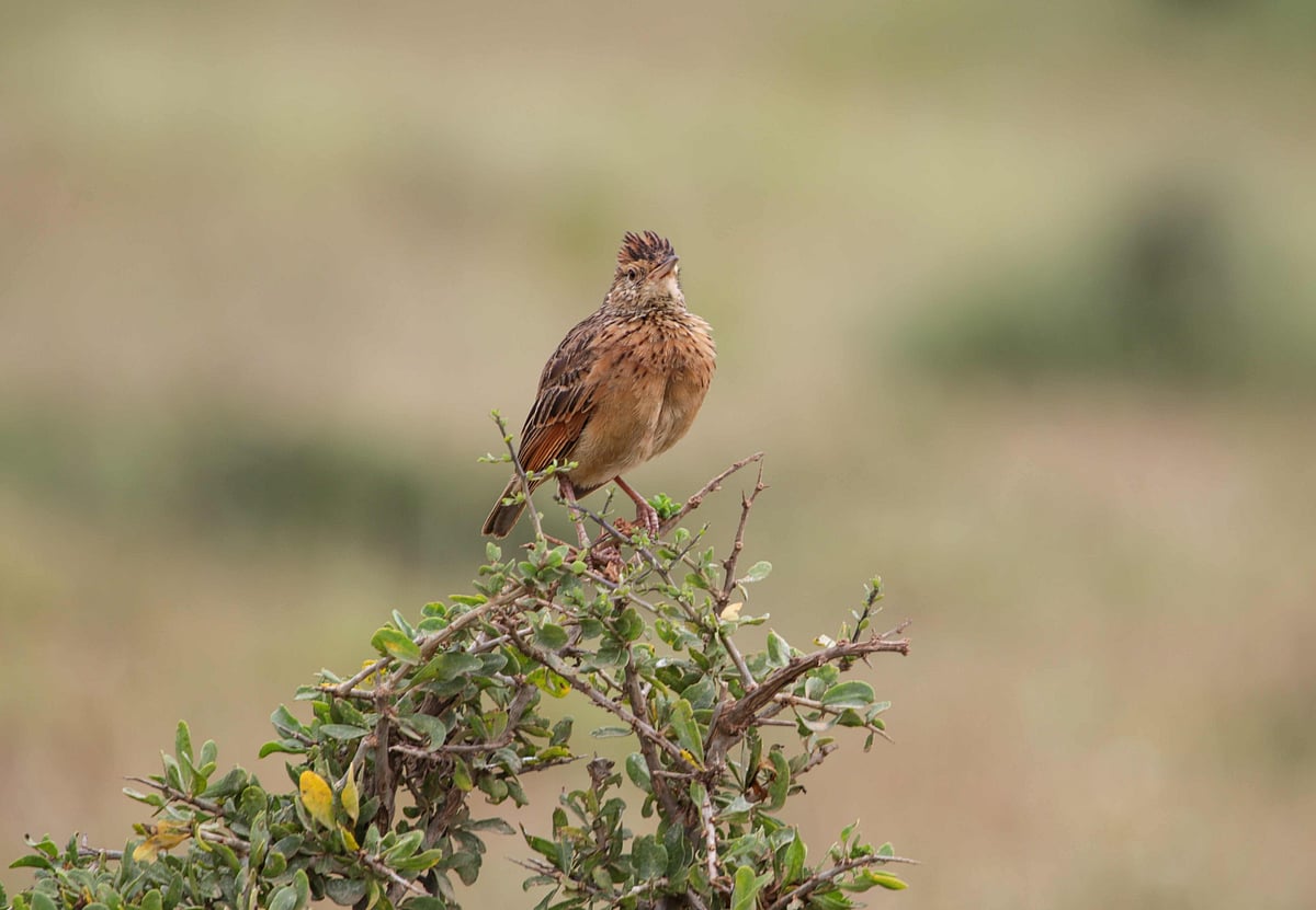 Rufous-naped lark resting on an acacia bush in open grassland (for representational use only)