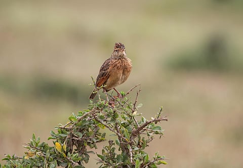 Rufous-naped lark resting on an acacia bush in open grassland (for representational use only)