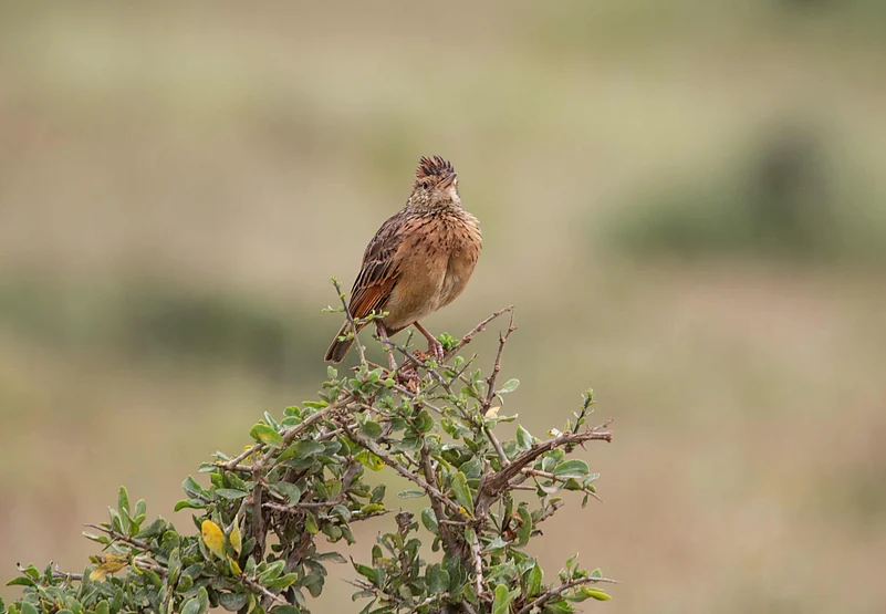 Rufous-naped lark resting on an acacia bush in open grassland (for representational use only)
