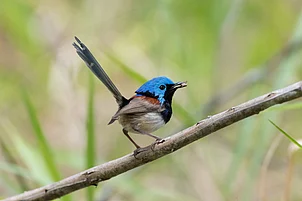 Shutterstock : Male variegated fairy-wren feeding on an insect while perched (for representational use only)