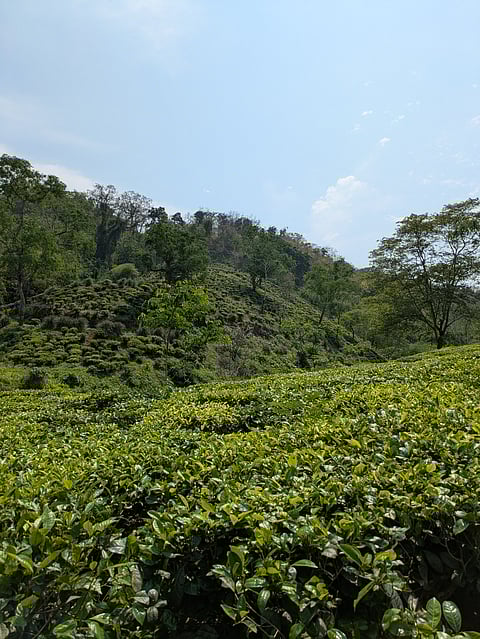 Tea garden experience.