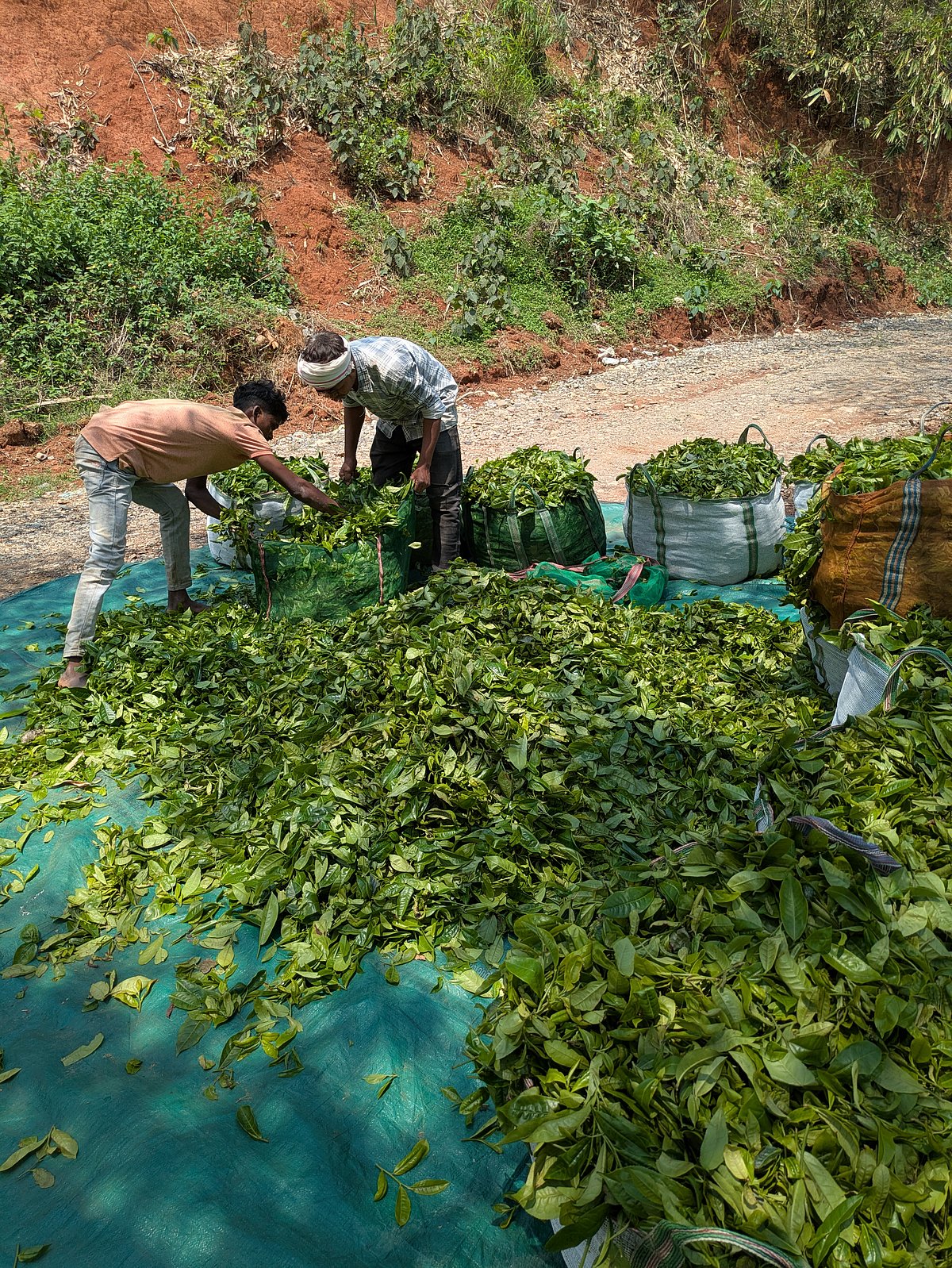 Slow walks through tea gardens