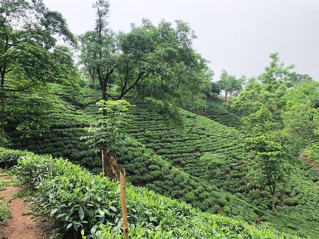 Amchong Tea : Amchong Tea Graden